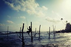 黑坑钓鲤鱼配方