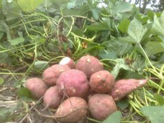 果酸与大麦红薯膏比例