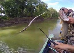 黑坑偷驴鲫鱼饵料配方