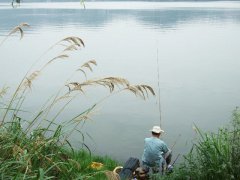 黑坑钓鱼小药配比