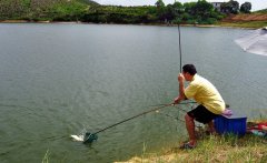 黑坑鱼饵配方大全