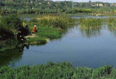 老鬼黑坑鲫鱼饵配方