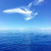 钓黑坑用什么样鱼漂