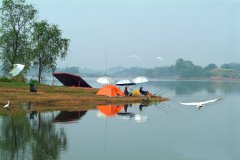 黑坑江湖钓鱼人视频