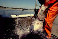 嘉祥黑坑钓鱼吧