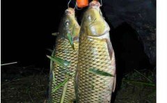 黑坑夏天钓鲤鱼窝料