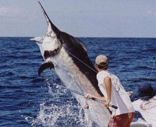 黑坑江湖钓鲤鱼视频