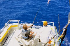  夏季黑坑鲤鱼丸九配方