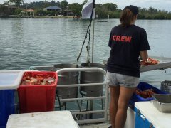 黑坑钓鱼麻团料配方