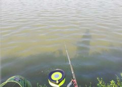 黑坑钓鲤鱼中药配方