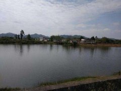 黑坑钓鲤鱼加什么药