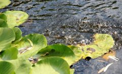 黑坑钓罗非视频