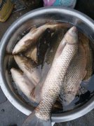 黑坑鲤鱼能钓半水吗