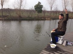 自制黑坑鲤鱼药酒配方