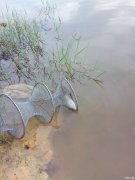 黑坑钓草鱼用什么小药