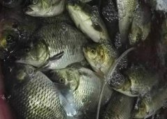 秋冬季野钓鲫鱼窝料