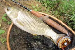 冬春野钓绝杀饵料