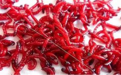 红虫野钓鲫鱼技巧视频