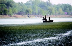 黑坑钓草鱼就该这么玩