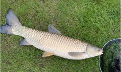 通杀”江河、水库、黑坑的“特效”饵料