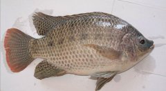 黑坑还能开么？