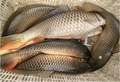 黑坑玩好了能赚钱？