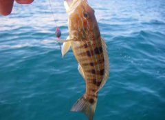 卖得最多了钓鱼小药