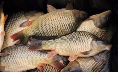 钓鱼饵料原来可以这么做