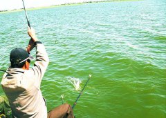 民间钓鱼高人的酒米制作配方原来是这样的？