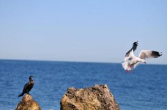 黑坑钓鱼要诱掉结合